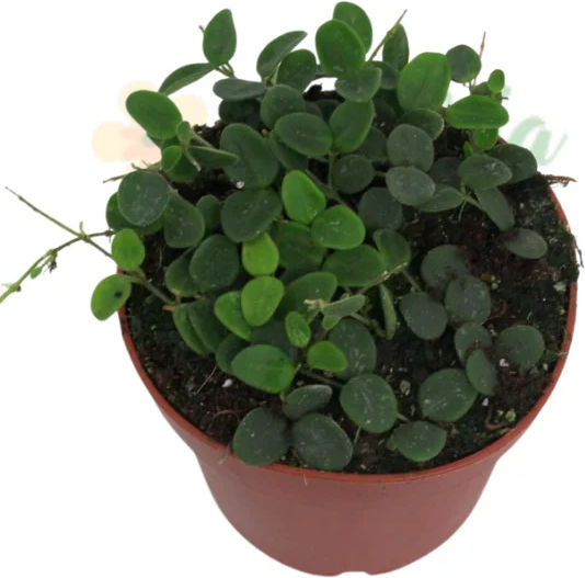 Hoya Serpens Ø12 Cm Hoya Serpens Ø12 Cm