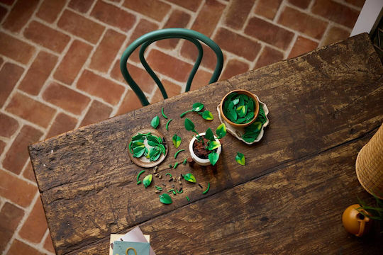 LEGO Lego Botanische Sammlung Hängender Goldener Efeu Für 18+ Jahre 372 Stück