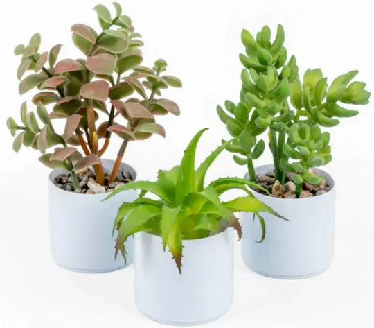 Stewehome Cactus Suculent Alb Plantă În Ghiveci
