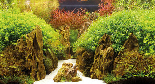 Hobby Постер Тропически Каньон Woodland 2 Странен 0,50x25см Hobby 4011444310170
