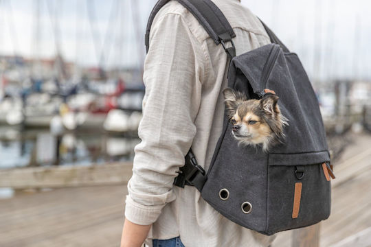 Trixie Rucksack Für Hundetragetaschen Für Hund Und Katze Bis 6kg Schwarze M40xP35xH20cm