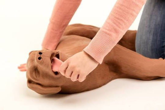 Simulaids Casper Cpr Куче Обучителен Прототип