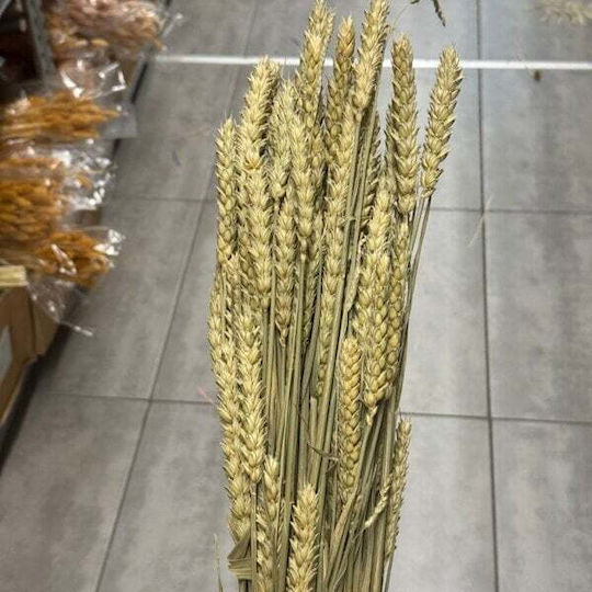 Σταχυ Αποξηραμενο Λουλουδι Triticum 200gr Φυσικο
