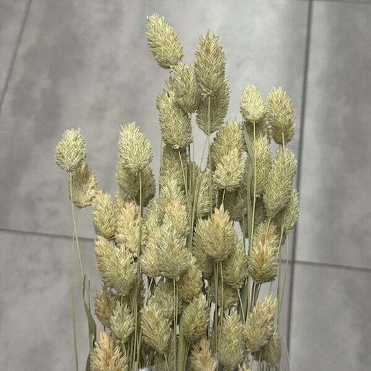 Phalaris Αποξηραμενα Λουλουδια 100 Gr 60/70cm Φυσικο Πρασινο
