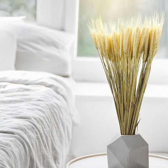 Dried Triticale Bleached