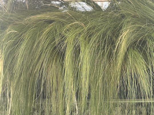 Acul De Iarbă Stipa Tenuissima Acul De Iarbă Stipa Tenuissima
