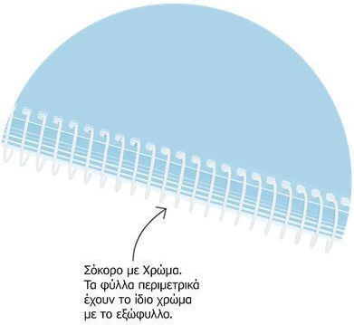 Metron Spiral Ruled Notebook A4 120 Paper Sheets 2 Subjects (Miscellaneous Designs)