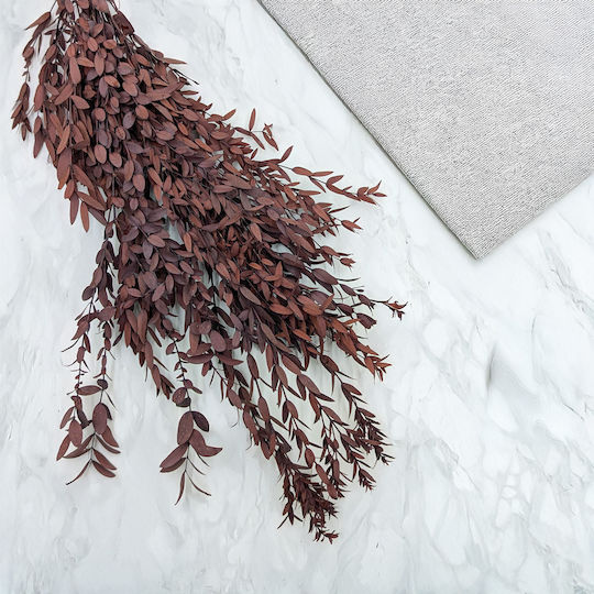 Stabilized Eucalyptus Parvifolia Red