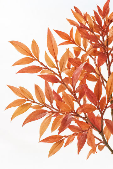 Sucursala Nandina Portocalie Frunziș 0x0x75cm Monocromatic Evergreens Sucursala Nandina Portocalie Frunziș 0x0x75cm Monocromatic Evergreens