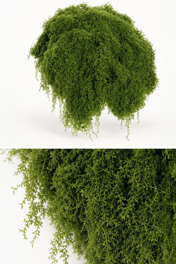 Mușchi Moale Păr Monocrom Evergreens Mușchi Moale Păr Monocrom Evergreens