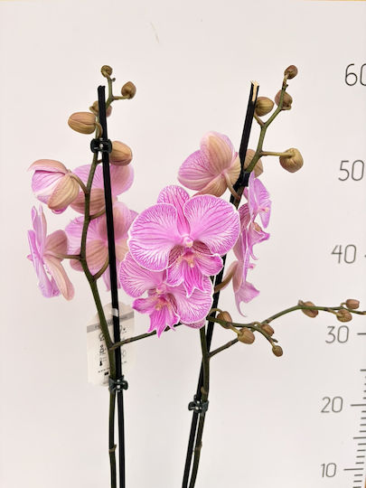 Phalaenopsis Mf Limited Pink Laura Lippy 2 Stems