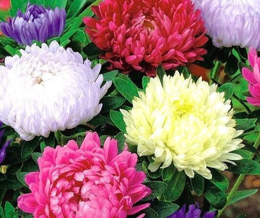 Platinet Семена Aster 1гр