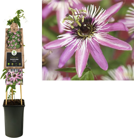 Ролигия Пасифлора Passiflora Victoria
