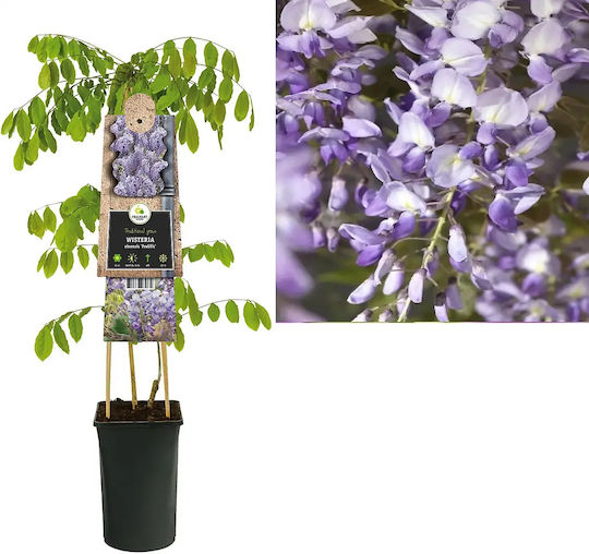 "γλυτσινα Αρωματικη" Wisteria Sinensis Prolific "γλυτσινα Αρωματικη" Wisteria Sinensis Prolific