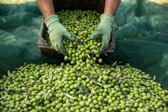 Kraft World Olive Sail from HDPE 5x10m Density 95gr/m²