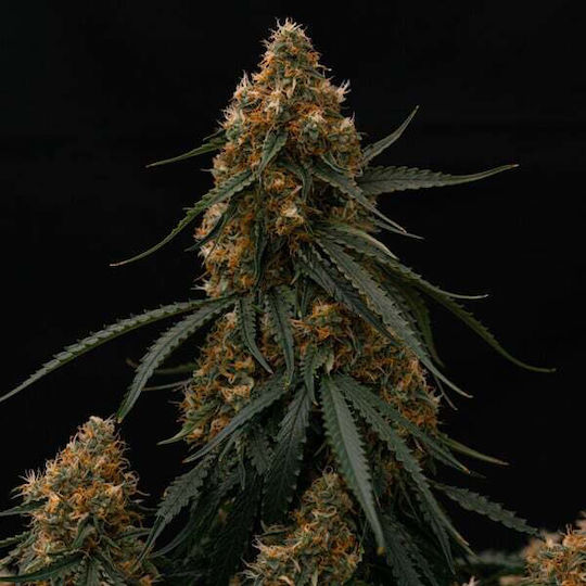 Royal Queen Seeds Minze Samen 3 Stück