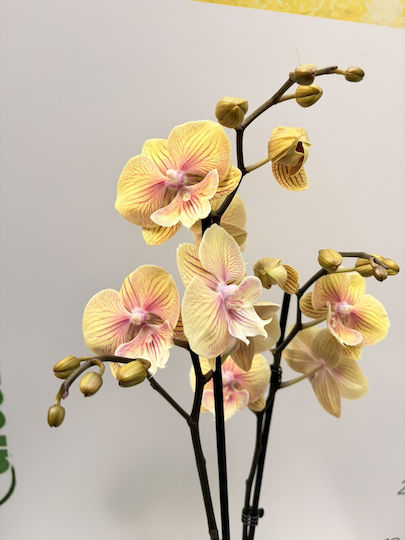 Phalaenopsis Multiflora Yellow Big Lippy 2 Stems