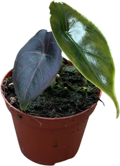Αλοκάσια Alocasia Azlanii