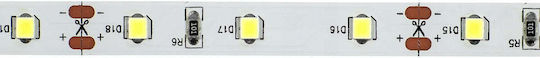 Eco Light LED Лента 12V Студено Бяла Светлина 50м Тип SMD2835