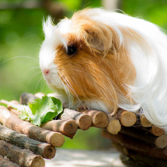 Pod din lemn Relaxdays pentru rozătoare și animale mici, maro