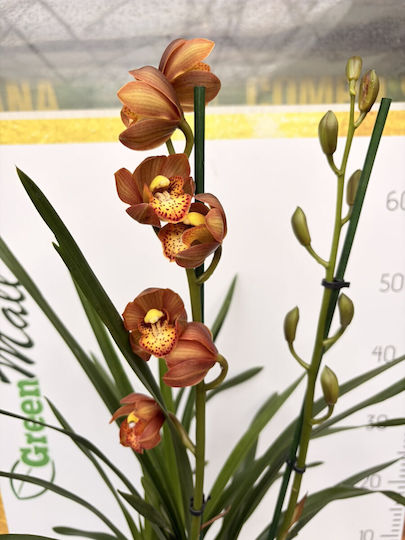 Orchideen Orchideen