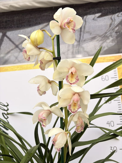 Orchidee, 80 cm Hoch Orchidee, 80 cm Hoch