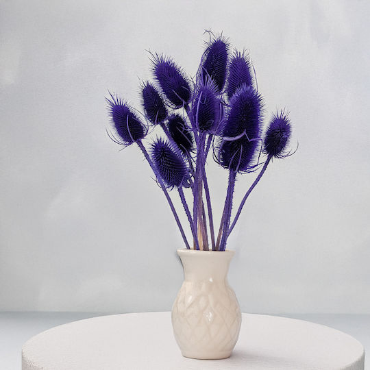 Dried Oset Szczeć Blue