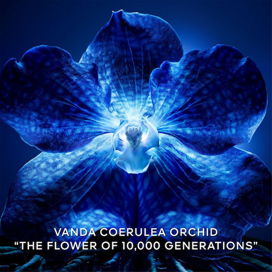 Guerlain Orchidée Impériale Moisturizing & Anti-Aging Face Serum for Brightening & Lifting 30ml