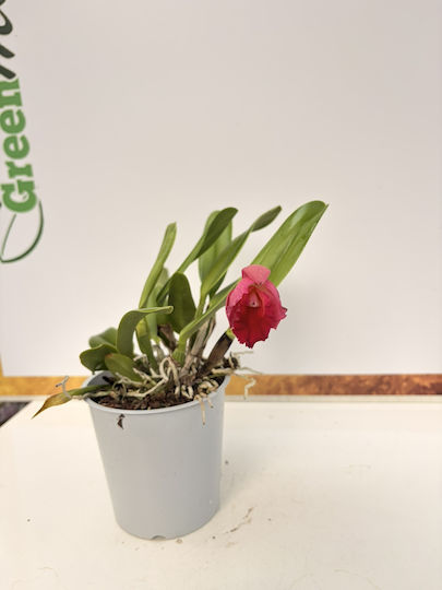 Cattleya Red Passion Duftend Cattleya Red Passion Duftend