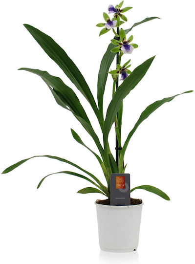 Zygopetalum Inca Impasto Verde Parfumată