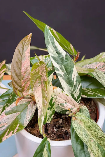 Φίκος Ficus Sagittata Variegata Pink