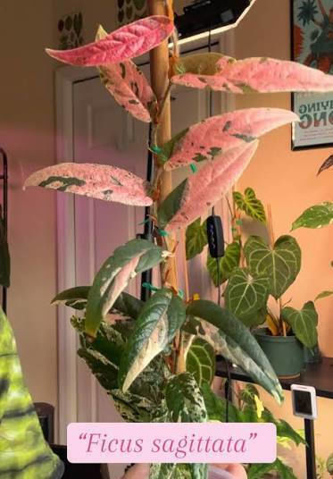 Φίκος Ficus Sagittata Variegata Pink