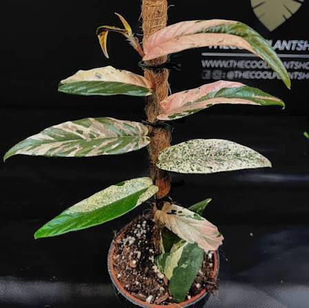 Φίκος Ficus Sagittata Variegata Pink