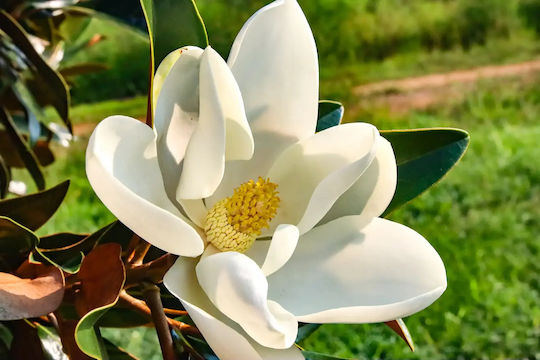 Μαγνόλια Magnolia Grandiflora Αρωματικη Μαγνόλια Magnolia Grandiflora Αρωματικη