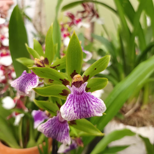 Zygopetalum Inca Impasto Verde Parfumată
