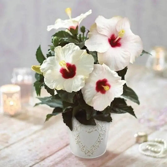 Ιβίσκος Hibiscus Rosa Sinensis Adonicus White