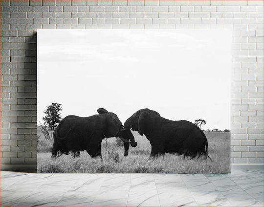 Elephants In Black And White Ελέφαντες Σε Ασπρόμαυρο 1 Elephants In Black And White Ελέφαντες Σε Ασπρόμαυρο 1