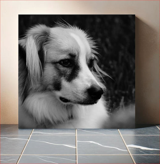 Contemplative Dog In Black And White Στοχαστικός Σκύλος Σε Ασπρόμαυρο 1 Contemplative Dog In Black And White Στοχαστικός Σκύλος Σε Ασπρόμαυρο 1