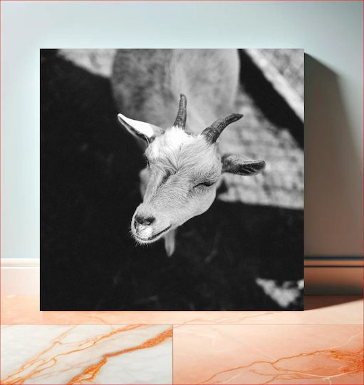 Black And White Goat Ασπρόμαυρη Κατσίκα 1 Black And White Goat Ασπρόμαυρη Κατσίκα 1