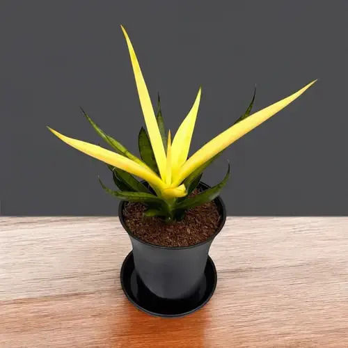 Sansevieria Sansevieria Comet Chrysanta Lemon in Decorative Pot