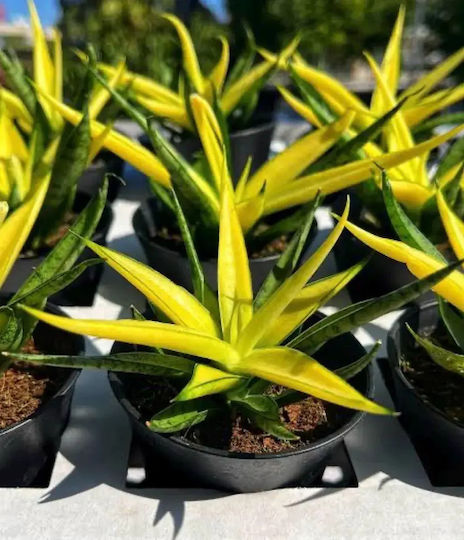 Sansevieria Comet Chrysanta Lemon im Dekotopf