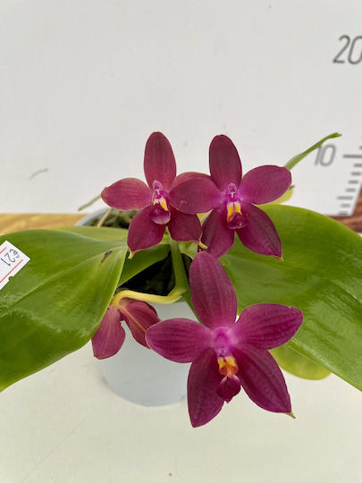 Phalaenopsis Violacea Duftend
