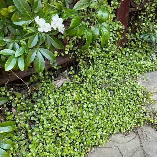 Μουχλεμπέχια Muehlenbeckia Complexa Maori