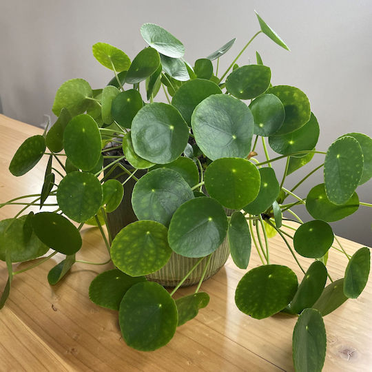 Πιλέα Pilea Peperomioides
