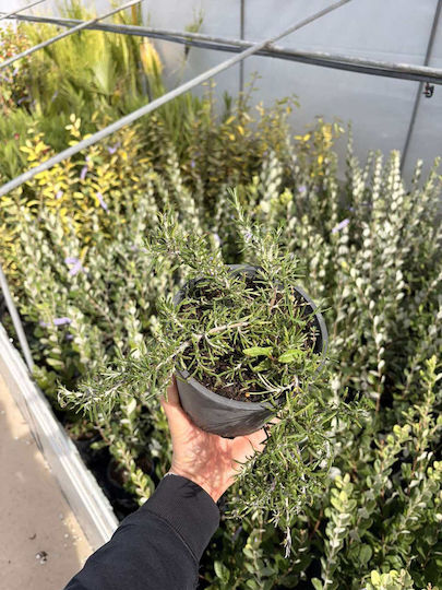 "δενδρολίβανο Έρπων" Rosmarinus Officinalis Prostratus