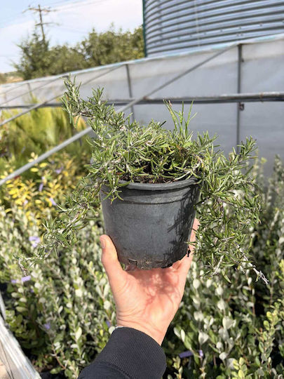 "δενδρολίβανο Έρπων" Rosmarinus Officinalis Prostratus