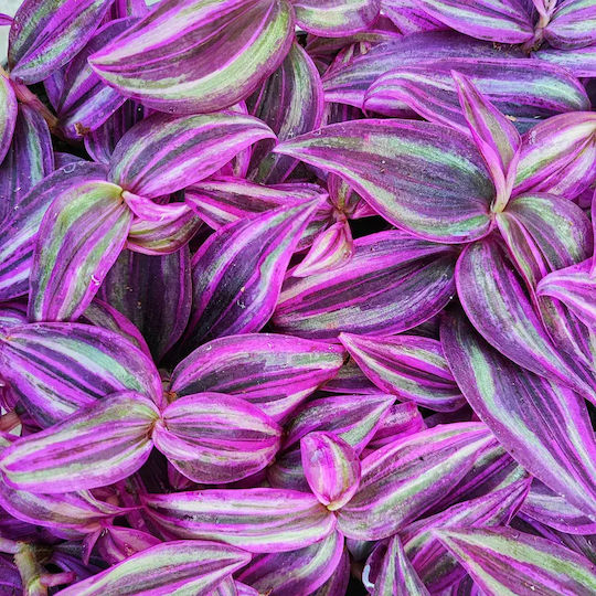 Tradescantia "pink Paradise" Tradescantia "pink Paradise"