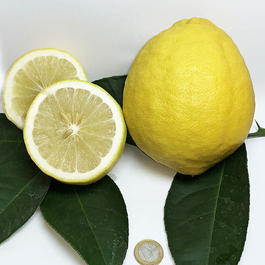 Δέντρο Νάνο Λέμονι Limone Lipo Σεληνιακο Λεμονι Ή 4 Εποχες