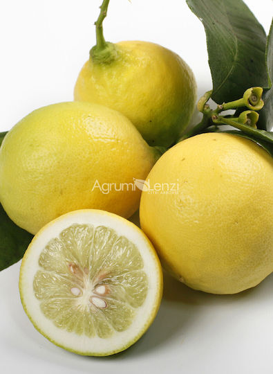Δέντρο Νάνο Λέμονι Limone Lipo Σεληνιακο Λεμονι Ή 4 Εποχες