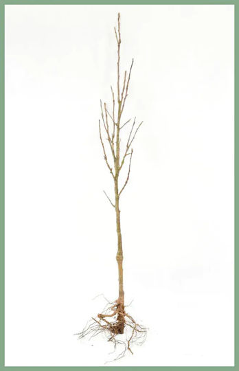 Birnbaum Sant Maria Nano Geimpft Pflanze